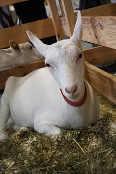 Рынок козьего молока находится в стадии становления Рынок козьего молока находится в стадии становления