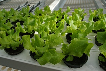 Эксперты спрогнозировали рост производства салатов и зелени