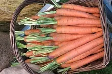 4 апреля — Международный день моркови